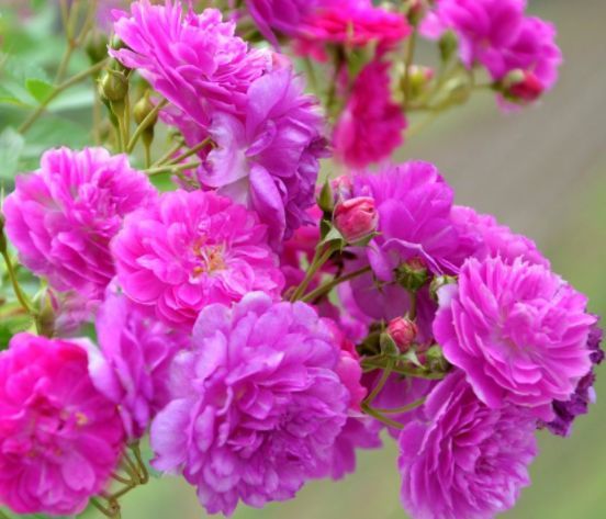 喜欢牡丹不如养优良玫瑰康沃尔公爵夫人花开高贵优雅值