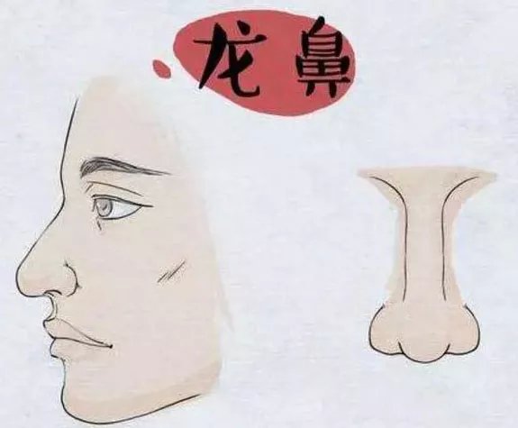 鼻子是装钱的口袋,这些几种鼻相不得不知|鼻相|鼻子|龙鼻_新浪新闻
