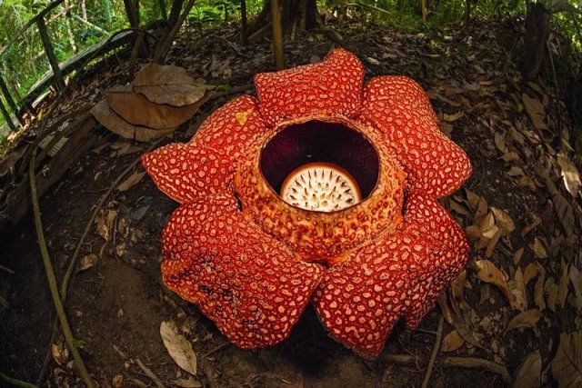 大王花为什么会被称为食人花看看世界花王背后隐藏的秘密