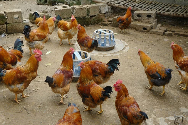 农村俗语"尾巴向左,看门不用锁",说的是啥?怎样选出条好狗?