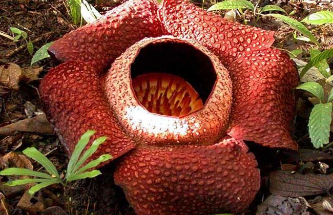 大王花为什么会被称为食人花看看世界花王背后隐藏的秘密