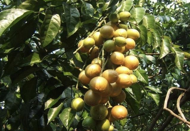 以往看到1种"鼻涕果",经常流口水,如今见到是福气,珍贵!