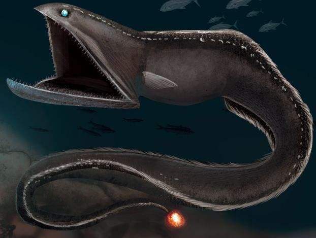 世界上"最恐怖"的鱼,样貌非常奇特,能吞掉比自己大的生物!