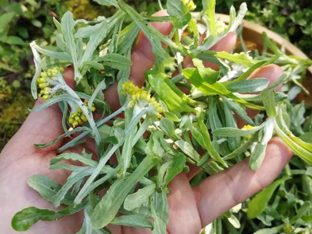 这种野菜二月生比艾叶还香做清明粑是一大美味