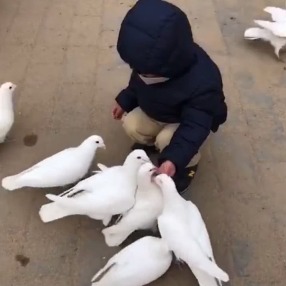 宝宝在广场喂鸽子,下一秒画风突变,路人都蒙了