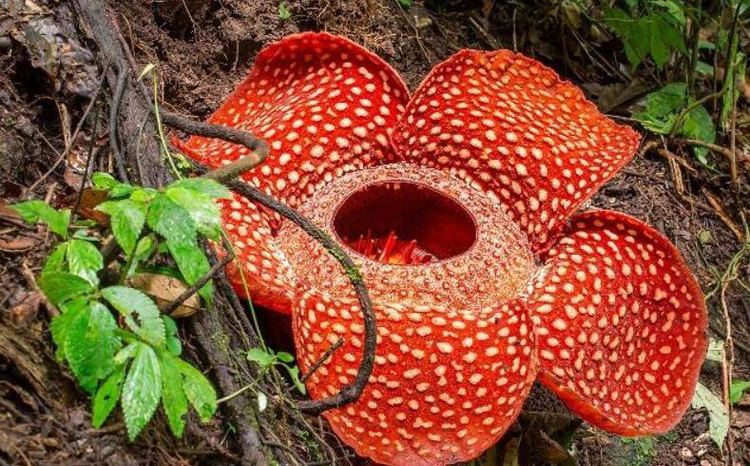 大王花为什么会被称为食人花看看世界花王背后隐藏的秘密