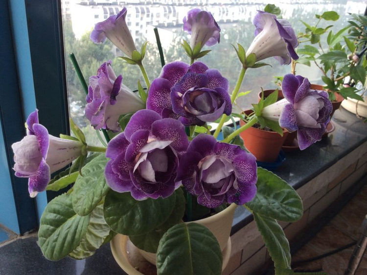 喜欢牡丹不如养优良玫瑰康沃尔公爵夫人花开高贵优雅值