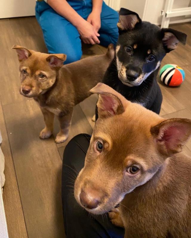 黄心颖跪地与狗拍合照作秀摆拍痕迹明显宠物狗一脸漠然