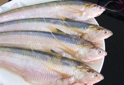 中国最名贵的鱼--长江刀鱼|淡水|长江刀鱼|鲚_新浪新闻