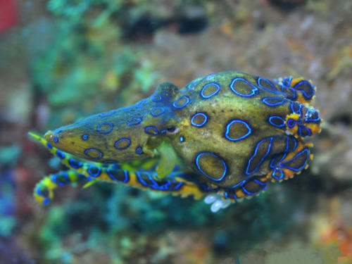 世界上"最毒"的章鱼,体型只有高尔夫球大,被咬到却无药可救!