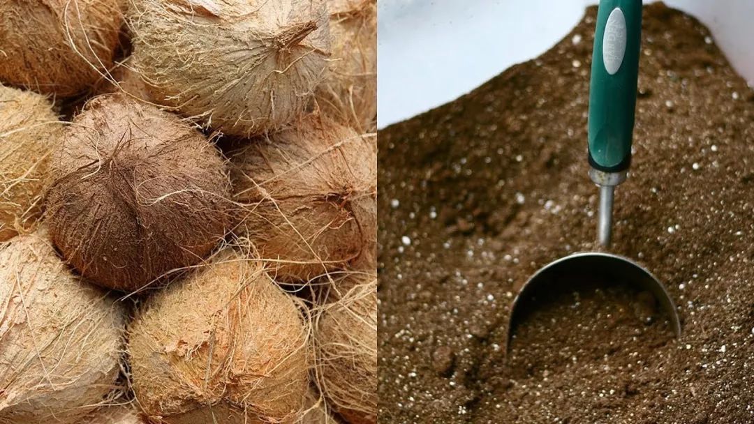 椰子全身是宝,适合用来养花,椰糠和椰纤最常用到|椰糠|椰子|养花_新浪