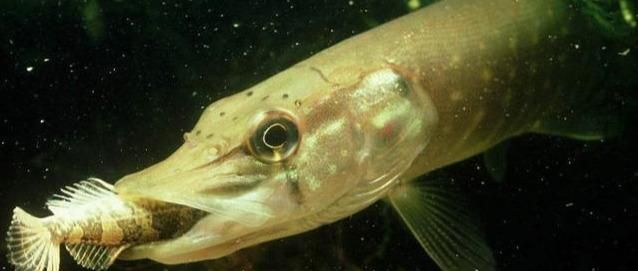 伊犁河狗鱼:寿命267岁重达40公斤,它的"残暴"你想象不到