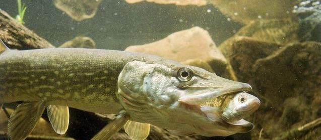 伊犁河狗鱼:寿命267岁重达40公斤,它的"残暴"你想象不到