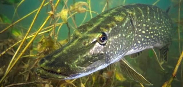 伊犁河狗鱼:寿命267岁重达40公斤,它的"残暴"你想象不到