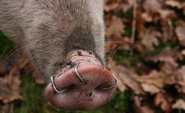 见过养殖厂给鸡带眼镜吗,人类对动物做出的10种你不知道的改变|鼻环