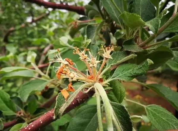 开春后各种作物需注意"倒春寒"来袭,预防措施如下|倒春寒|果树|小麦