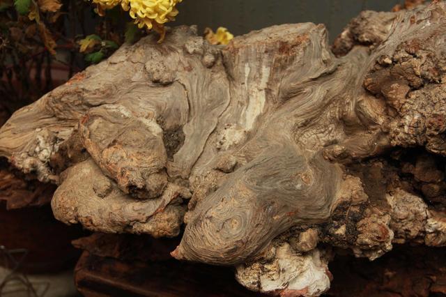 这是一个生长崖柏的好地方,就是山路难走,当地村民却靠崖柏生活