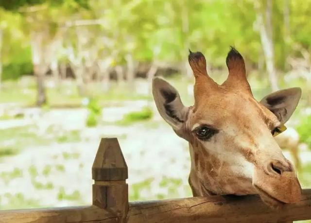 亲子游|山海秘境中的人间天堂,亲子游的胜地|路易港|毛里求斯|鹿岛
