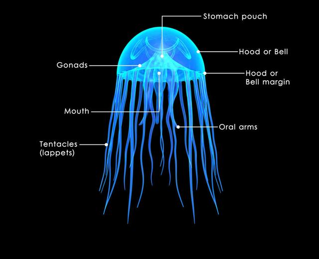 科学家对普通水母进行机械改造,游泳速度提高三倍