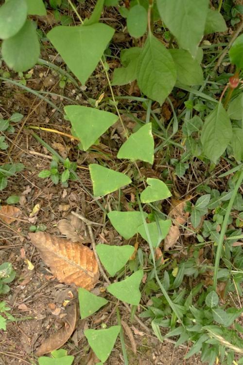 农村这种植物叫杠板归叶子长成三角形很珍贵