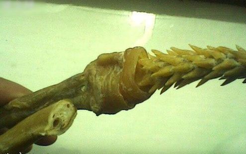 老虎除了舌头上长倒刺啄木鸟舌头上也有真的是见识了
