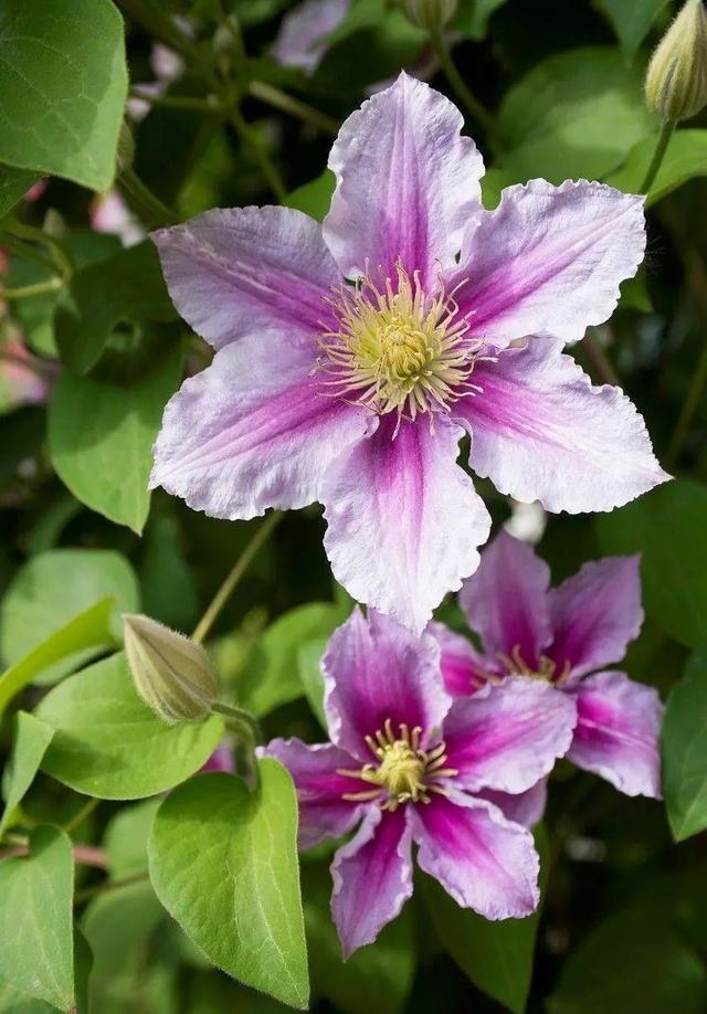 抓住立春后的关键期为铁线莲做好开花准备的小窍门