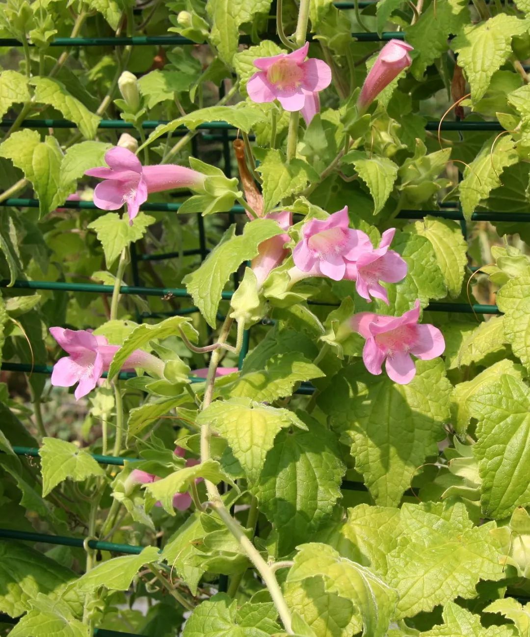 叶子像瓜叶的双生金鱼藤,可以养成爬藤植物或垂吊盆栽