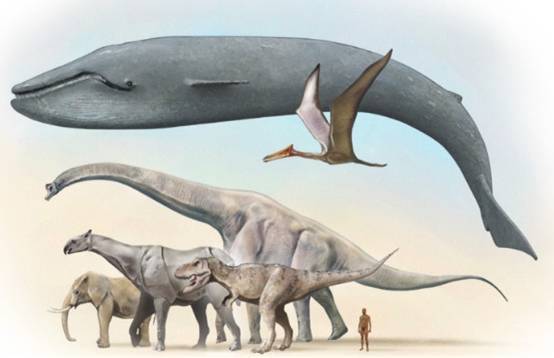 蓝鲸多大你有概念吗海豚老弟说怀疑它根本看不到我眼里没豚