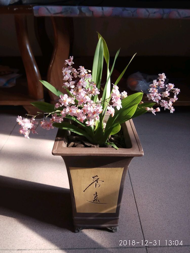 高档玫瑰探索者花色红艳美丽靓丽清香堪称精品花卉