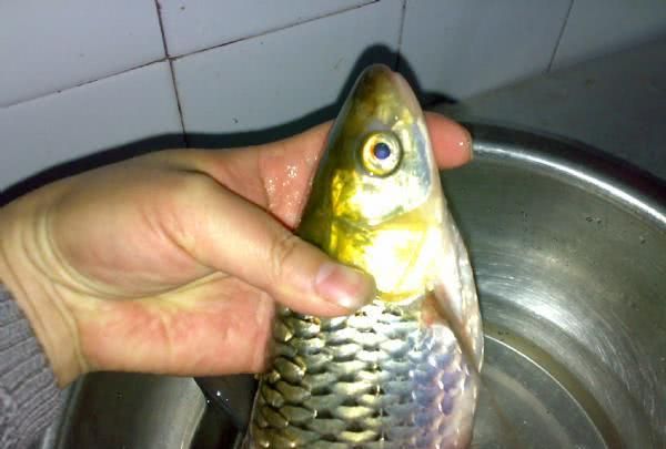 钓到的鱼,眼睛发红,属于高档河鲜,叫它"红眼马郎"