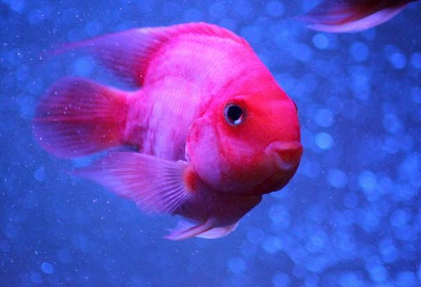 美洲魔鬼鱼和紫红火口杂交培育成因体色鲜红又称为血鹦鹉