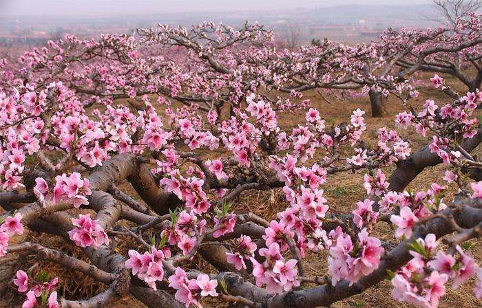 修风力发电占用桃树怎么赔偿
