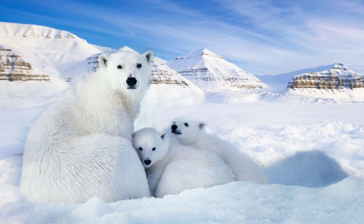 一万年前动物出现,永久冻土融化,冰河世纪可能史前发生过?