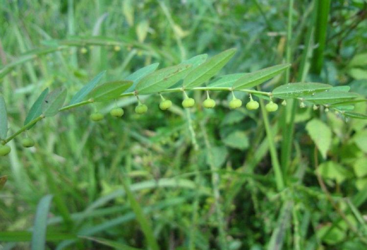 农村喂猪草身份逆转成国家级草药这种珍珠草你见过吗