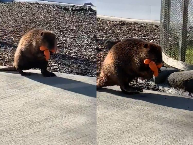 河狸妈妈口手并用坚持自带食物回家网坚决不买购物袋超优秀