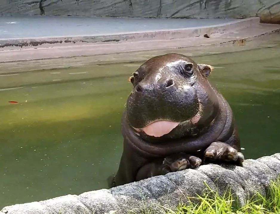 日本東京上野動物園一隻愛吐舌頭的小河馬太可愛了