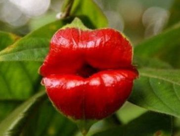 喜欢养花,那就养盆嘴唇花,似烈焰红唇,鲜艳美丽,性感妖娆