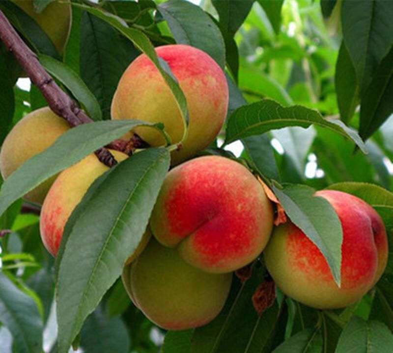 桃树适合什么土壤 桃树适合在什么地方生长