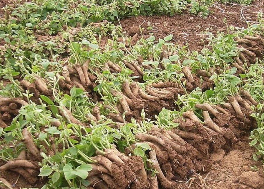 如何种植葛根,育苗需要注意哪些?