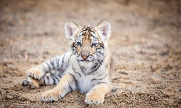 孟加拉幼虎从小没朋友|幼虎|孟加拉|友情_新浪新闻