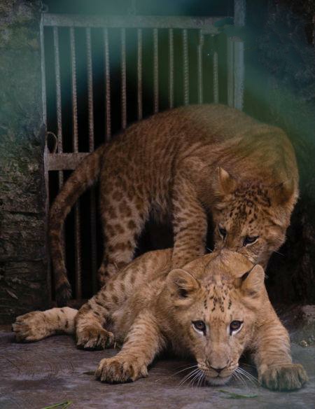 有关豹狮兽狮虎兽虎狮兽你知道多少