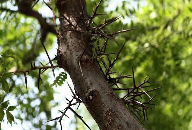 这树满身是刺,果实是古代皇室贡品,如今百元一斤成稀罕货