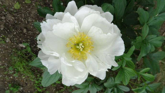 喜欢玫瑰,不如养盆"芍药珍品"白玉盘,与牡丹媲美,素雅高洁!