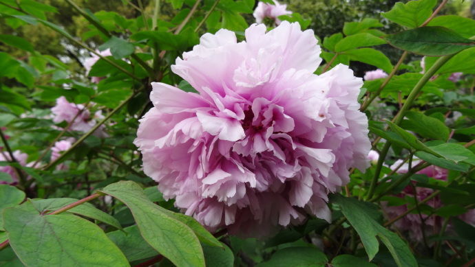 恋上养花,不如养盆牡丹玉楼春,花开柔粉娇贵,雍容富贵华美!