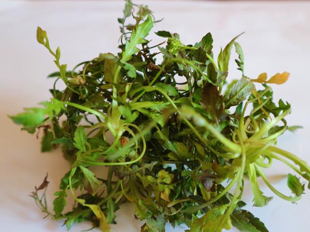 农村有一种野菜,曾经被农民称为"救命菜",现在一斤能卖10元