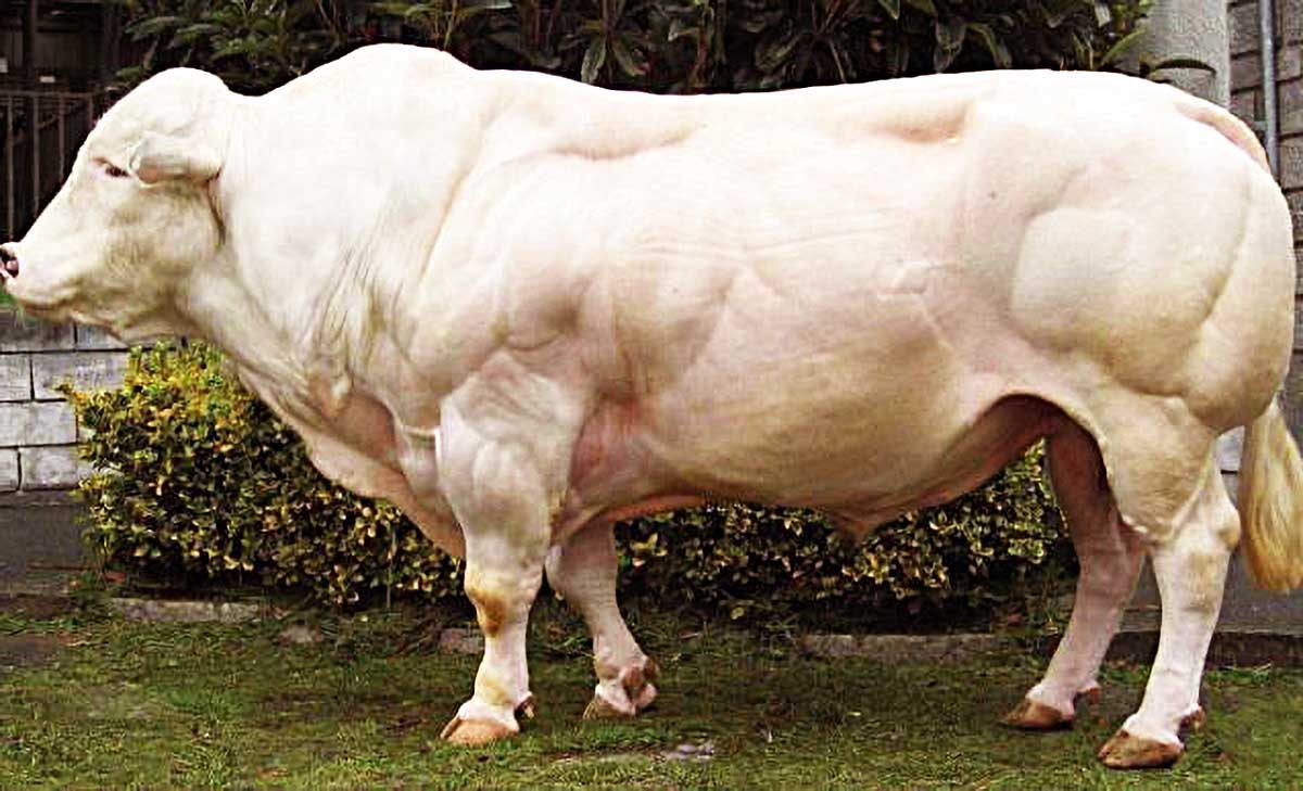 1只肌肉怪牛号称牛界巨石强森肌肉时刻都在疯狂生长