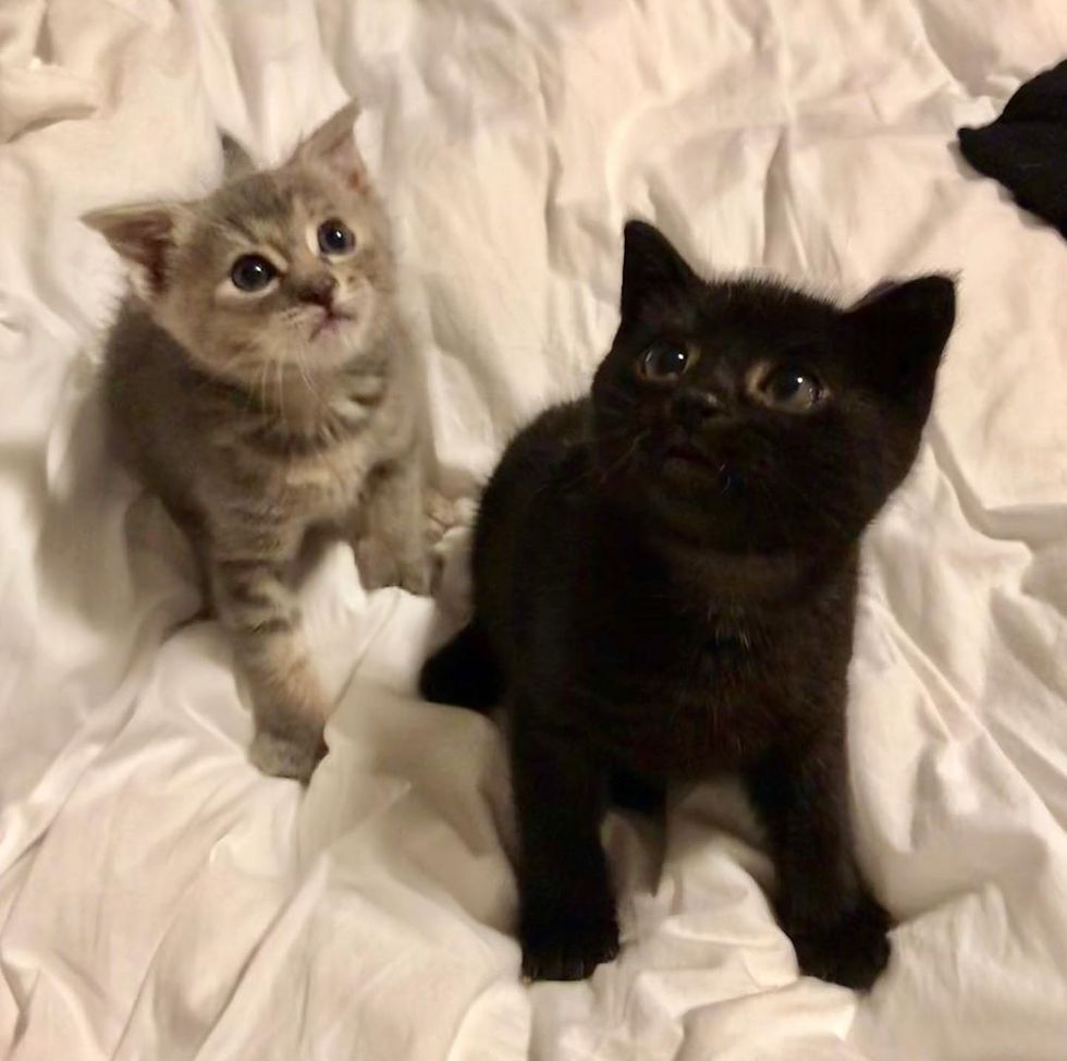 救援小黑猫发现"同伴只有它一半大"善心女领回家,现在已长大