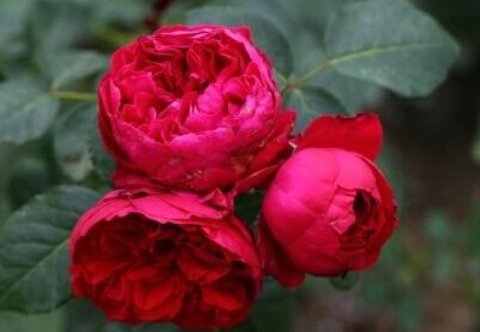 喜欢牡丹,不妨养盆"精品玫瑰"红色伊甸园,开花爆盆,花比叶多