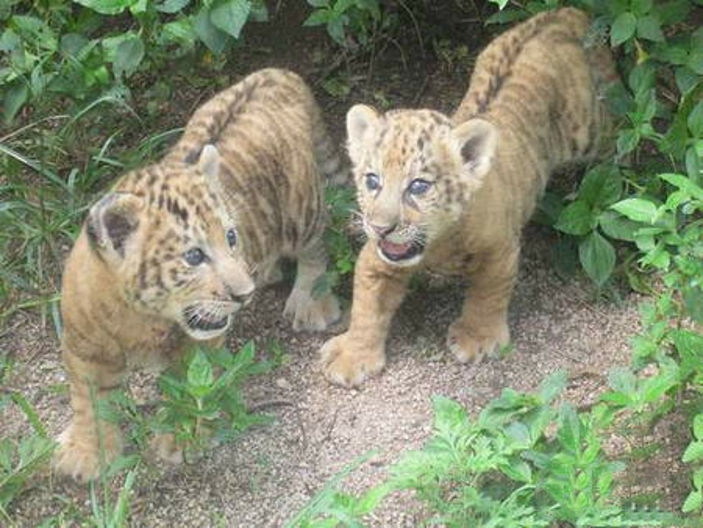 有关豹狮兽,狮虎兽,虎狮兽你知道多少