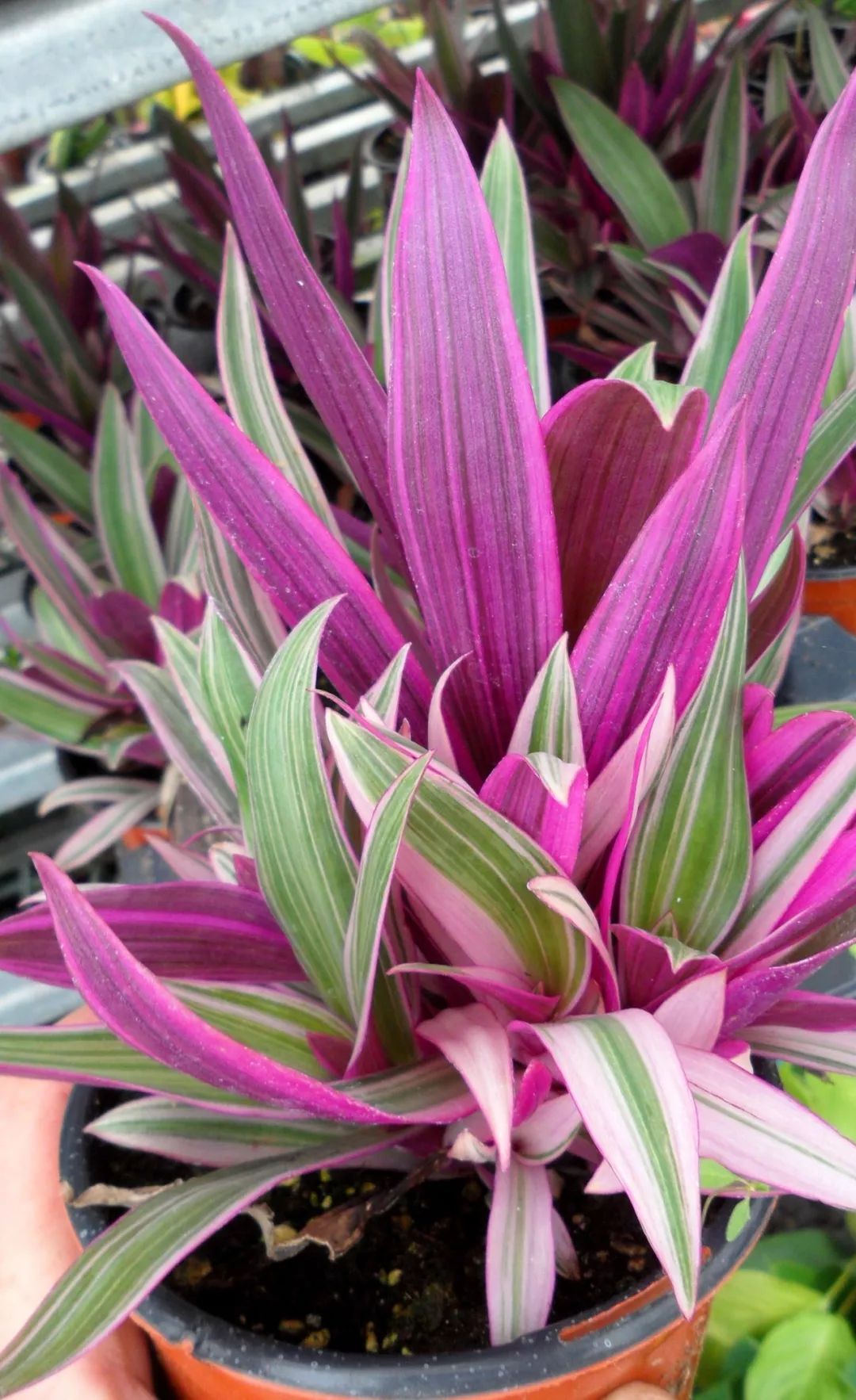 蚌兰花如隐藏在蚌里的珍珠叶子清秀遮阴处也能养好